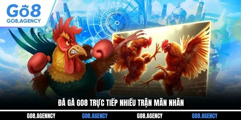Đá gà GO8 trực tiếp nhiều trận mãn nhãn