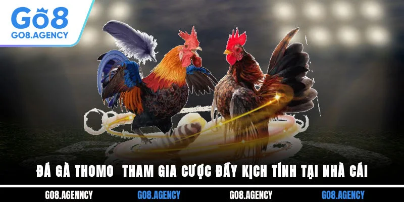 Đá Gà Thomo - Tham Gia Cược Đầy Kịch Tính Tại Nhà Cái