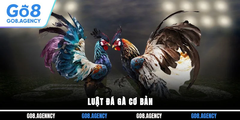 Luật đá gà cơ bản Luật đá gà cơ bản